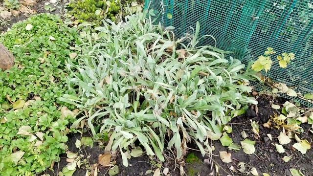 НЕЛЬЗЯ ОБРЕЗАТЬ ЭТИ РАСТЕНИЯ НА ЗИМУ. ТОП -10 МНОГОЛЕТНИКОВ, КОТОРЫЕ НЕ ТРЕБУЮТ ОБРЕЗКИ ОСЕНЬЮ. смотреть онлайн