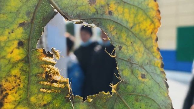 Экологический проект «Экоэкскурс» смотреть онлайн