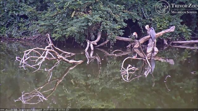 TZ Video 2020 07 18 2003 CLYDE AND MUD ON SNAG смотреть онлайн