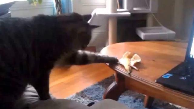 Жесть! Кошка и банан, бой века! смотреть онлайн