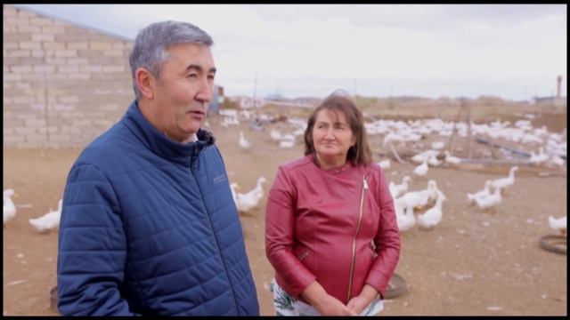 Выгодно ли выращивать гусей и уток? смотреть онлайн