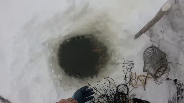 Проверка перемёта на налима р. Обь смотреть онлайн