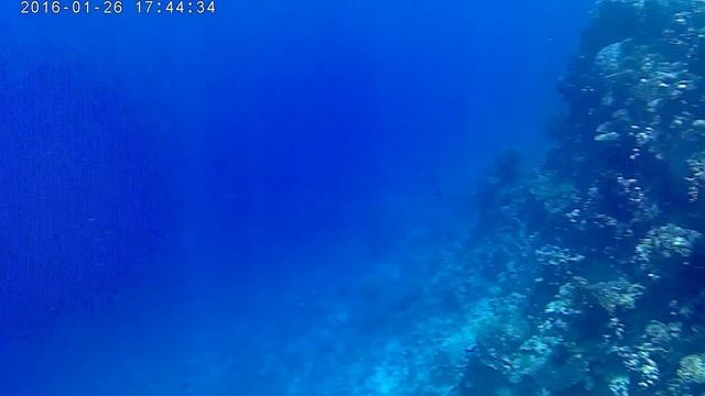 Египет. Замечательный коралловый риф прямо возле берега, в районе бухты Рас Ум Эль Сид смотреть онлайн