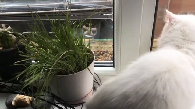 VLOG: Даже коты нервничают,когда я их снимаю.Что уж про людей говорить... смотреть онлайн