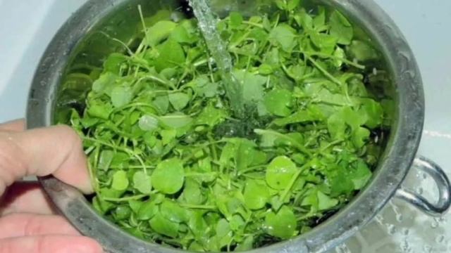 мокрица смотреть онлайн