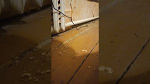 Как вытащить огромный гвоздь из старой половой доски.