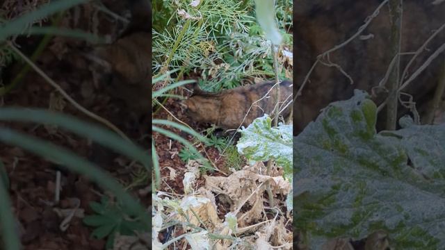 Kiki running #cat #garden смотреть онлайн