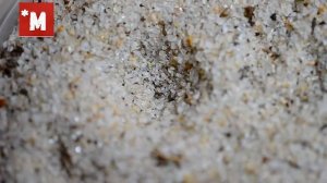 Как охотится муравьиный лев