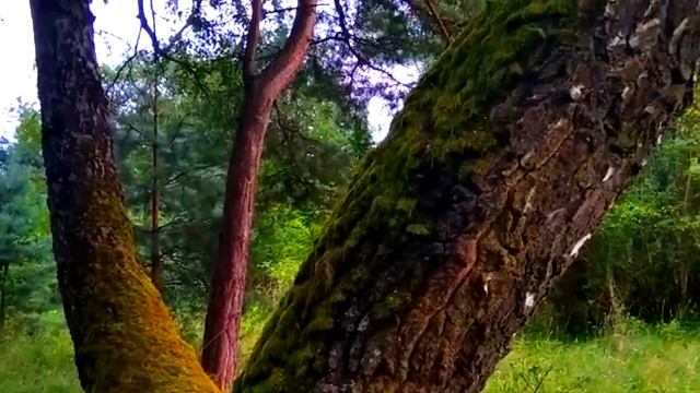 Березовый сок Ностальгия Birch sap Nostalgia_360P.mp4 смотреть онлайн