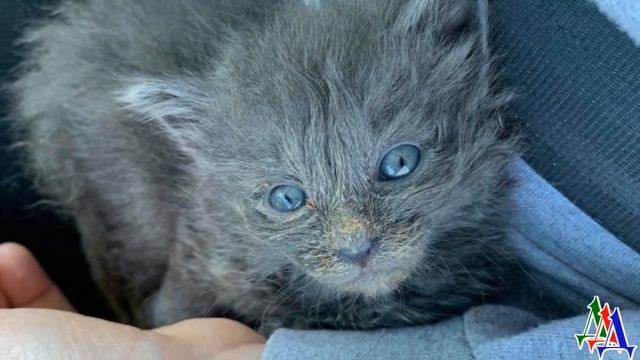 Слабый котёнок еле держался на лапках и был в плачевном состоянии, но ему повезло… смотреть онлайн