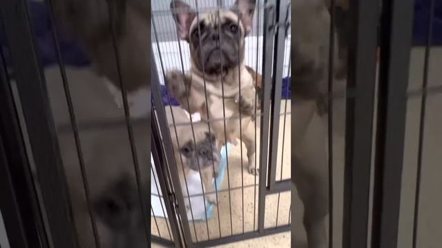 15 малышей поступили в приют. смотреть онлайн