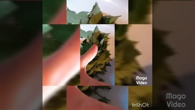 Заготавливаем сено дня шиншилл своими руками !///Что нужно шиншилле в сене ! смотреть онлайн