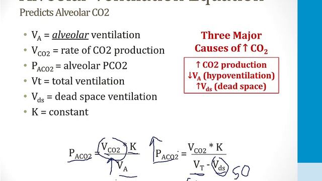 Pulmonary - 1. Embryology, Anatomy and Physiology - 6.Ventilation and Perfusion atf смотреть онлайн
