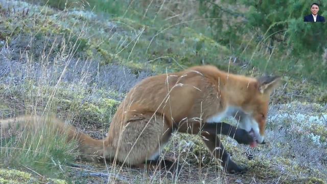 The Fox and The Crow Story / Success With Tika #motivational смотреть онлайн