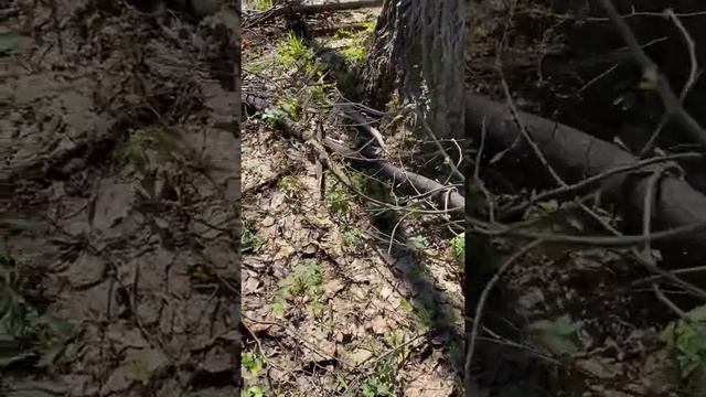 В поисках грибов сморчков. Как выглядят сморчки? Как найти их? смотреть онлайн