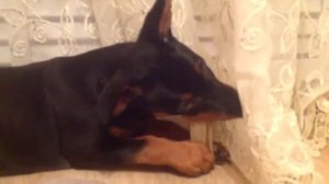 Цвергпинчер грызет косточку)