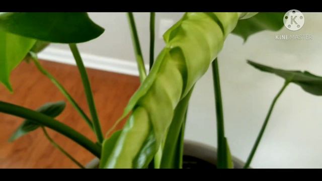 #monsteradeliciosa #monsteracare How to take care of a Monstera Deliciosa смотреть онлайн