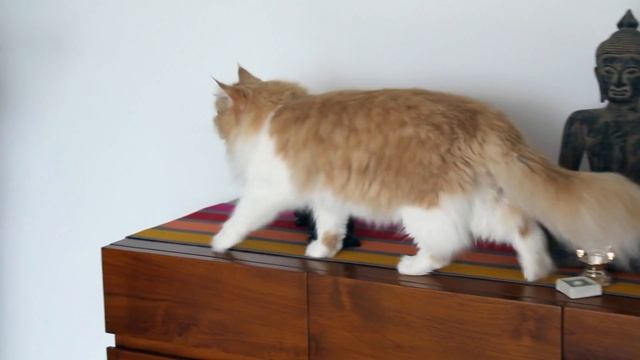 Mufasa is feelin' groovy смотреть онлайн