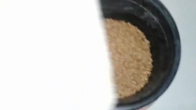 Самый простой и быстрый способ прорастить пшеницу смотреть онлайн