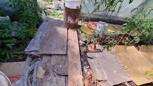 Помидоры в теплице #258 смотреть онлайн