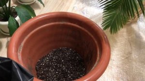 ЦИКАС УХОД И ПЕРЕСАДКА В ДОМАШНИХ УСЛОВИЯХ