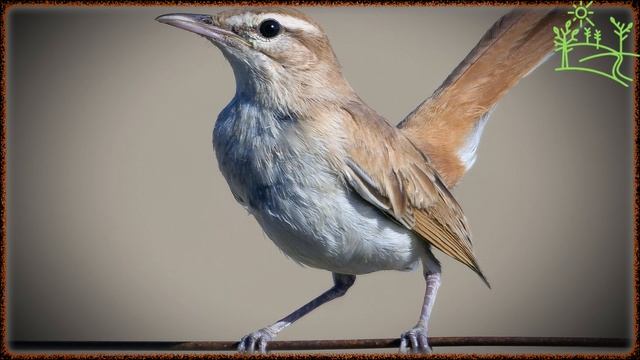 Голоса птиц Как поёт Соловей тугайный (Cercotrichas galactotes).mp4 смотреть онлайн