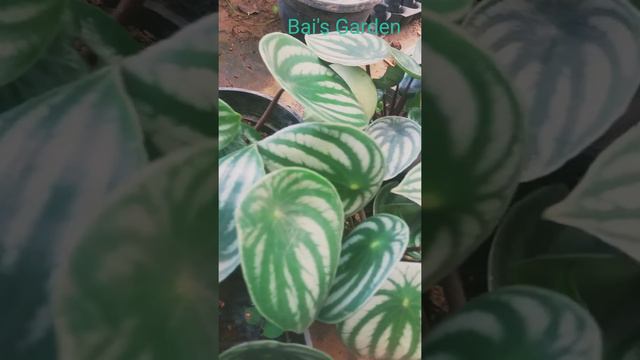 Watermelon Peperomia