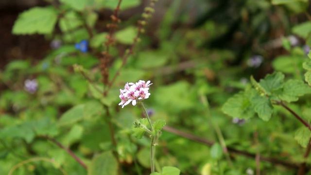 Pelargonium australe (Wild Geranium) | Plants for Bees | Australian Native Plant Profile смотреть онлайн