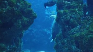 Музыка Океана! The Ocean – Вдохновляющая Музыка Природы!