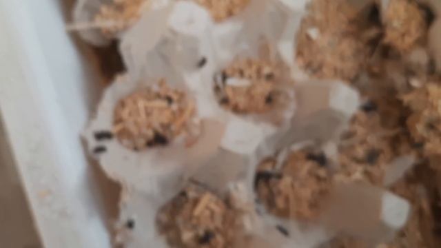 How to breed mealworms at home | Finch aor Java ke liye mealworm ka set-up ghar pe kaise lagayen смотреть онлайн