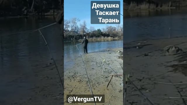 Девушка таскает тарань #рыбалка #рыбалка_в_каменском #verguntv #карась_на_фидер #весенний_клев смотреть онлайн
