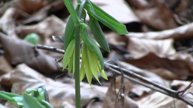 Merry Bells - Uvularia Grandiflora
