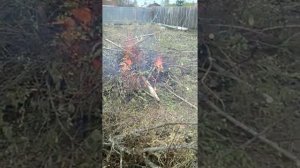 Сжигаем сырые ветки двумя способами.