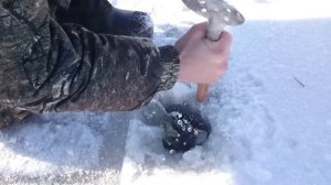 Лысый лиман щука  на жерлицу  7.6кг