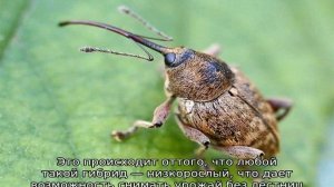 Яблоня колоновидная, сорта для Подмосковья