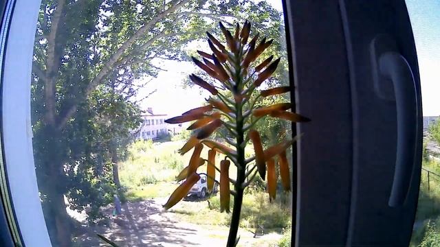 Цветение Алоэ (aloe Bloom)