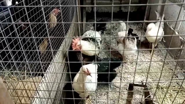 Юрловская голосистая. Общее стадо смотреть онлайн