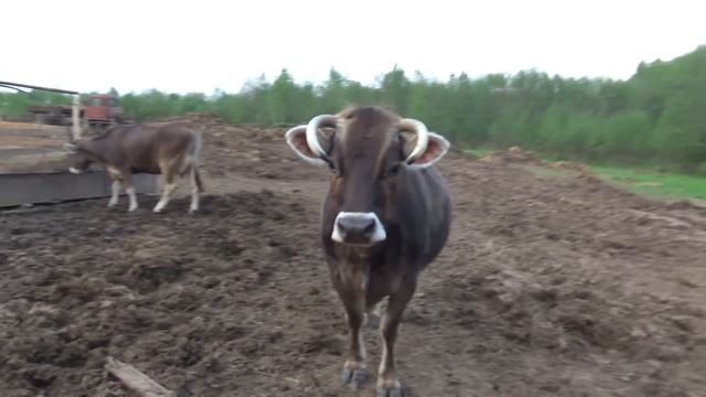 Вечернее кормление и дойка коров. смотреть онлайн