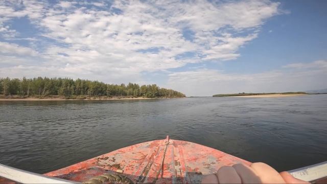 Дикий лук. Собираем на севере Камчатки. Wild onion. In the north of Kamchatka. Allium schoenoprasum смотреть онлайн