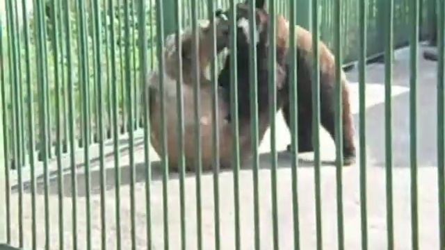 Медведи играют!!!Нижний Новгород парк Швейцария... смотреть онлайн