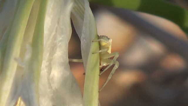Azucena del mar y sus insectos. The sea daffodil and its insects. смотреть онлайн