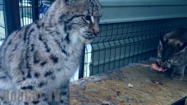 ПЕРВАЯ ВСТРЕЧА ДВУХ РЫСЕЙ. Дикая кошечка Ханна знакомится с котом Марти смотреть онлайн