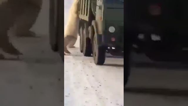 КамАЗ и белые медведи) смотреть онлайн