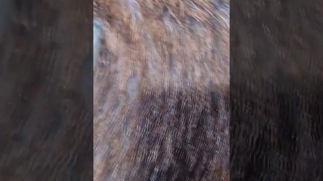 Красить ногти козам уже не стали?... им нравится стиль "naturell" #нубийскиекозы #контактныйзоопарк смотреть онлайн