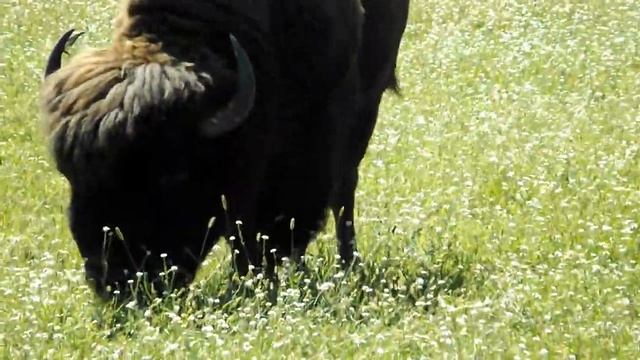 Экопарк "Медвино". Бизоны, зубры, олени, муфлоны ... Ecopark "Medvino". смотреть онлайн