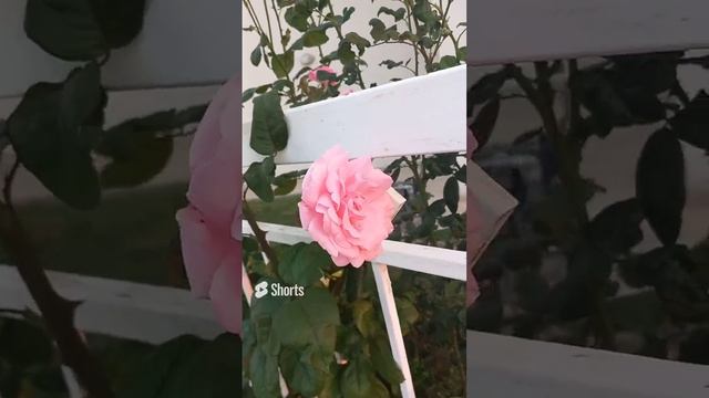 Розовые розы, роза, куст, Кипр, Лимасол, цветы