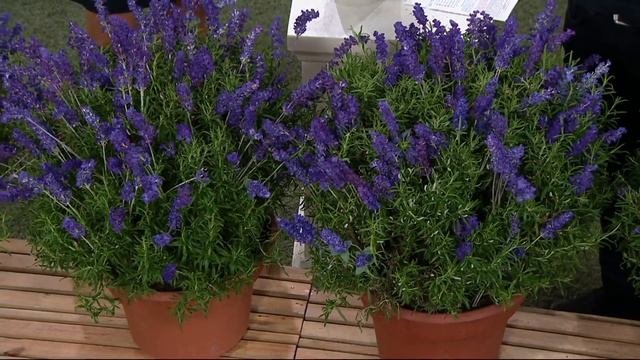 Cottage Farms 4-Piece Dwarf Fragrant Purple Lavender on QVC смотреть онлайн