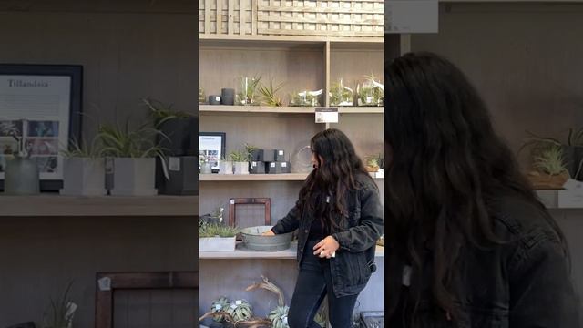 Tillandsia Maintenance and Care смотреть онлайн