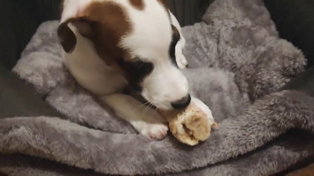 Джек Рассел есть ногу барана смотреть онлайн