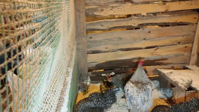 Мехеленская кукушка инкубационное яйцо! смотреть онлайн